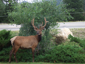 Photo Summer 2011 Rocky Mountain National Park in Estes Park, CO 3 (Iryna G., Ukraine)